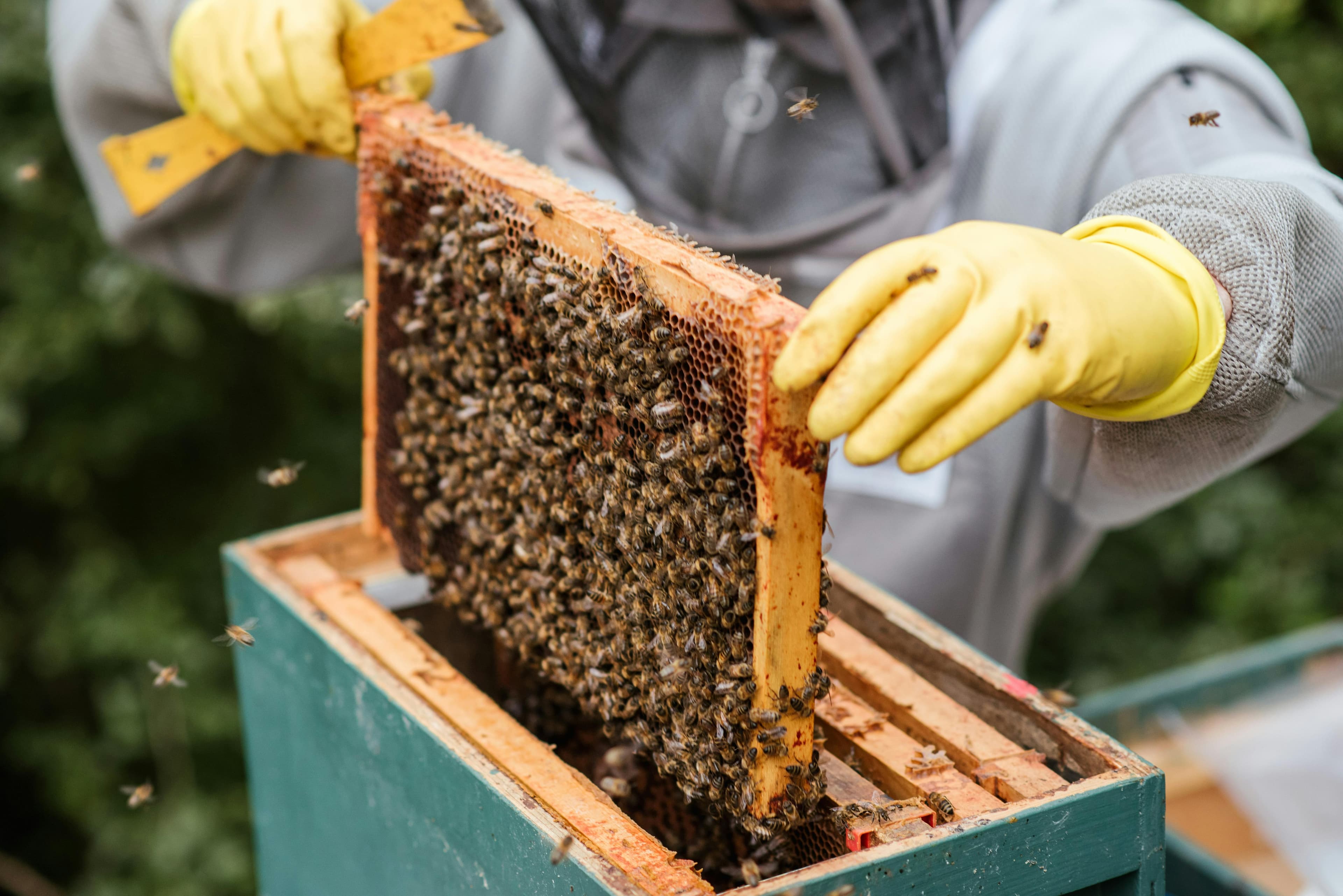 Starting a Profitable Beekeeping Business