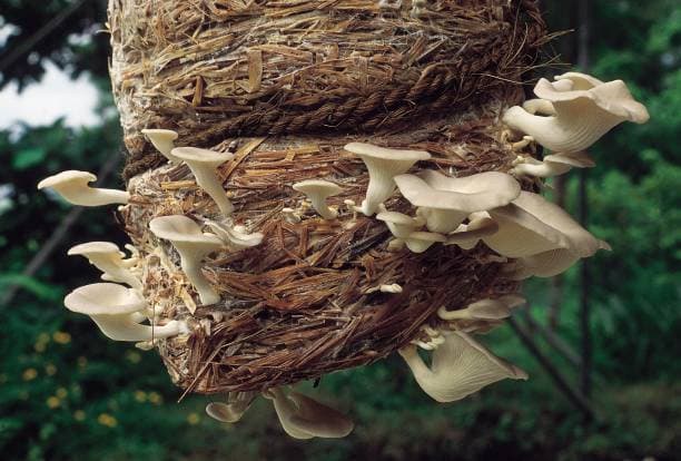 Complete Guide to Mushroom Cultivation