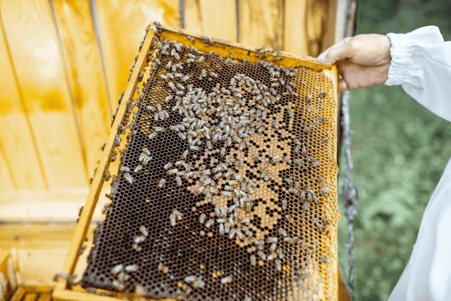 Prabha Hive