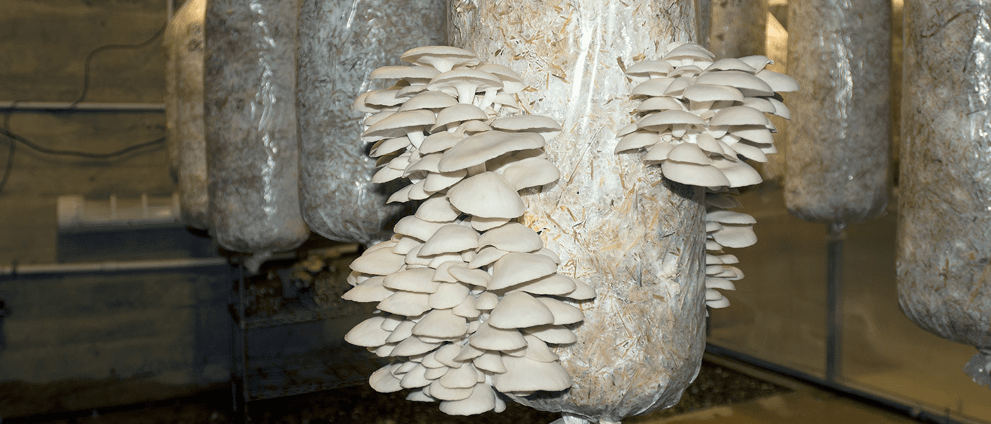 Prabha Shroom