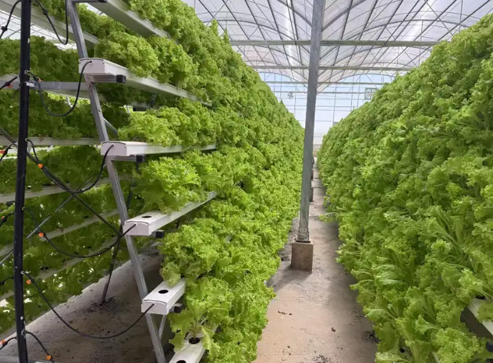 A-Frame Hydroponic System
