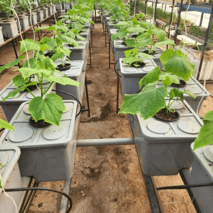 Dutch Bucket System