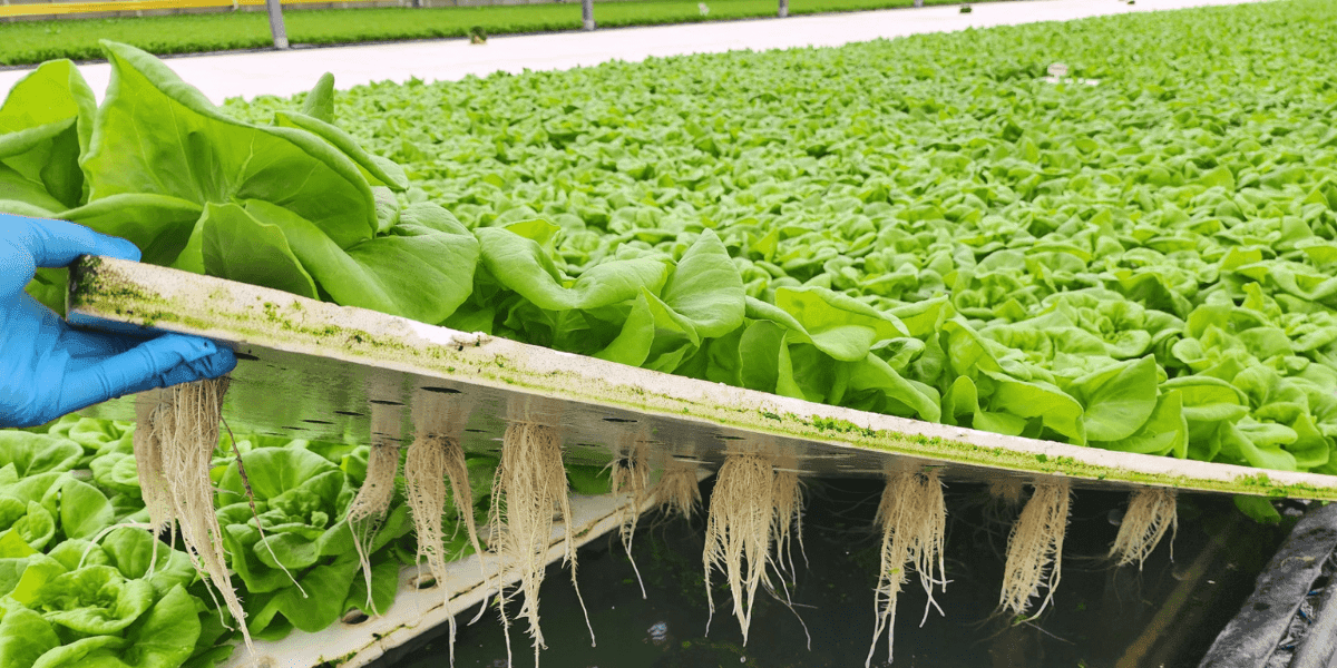 Deep Water Culture (DWC)