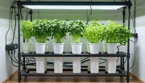 Indoor Hydroponic Setup