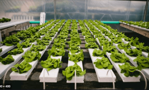Nutrient Film Technique (NFT)