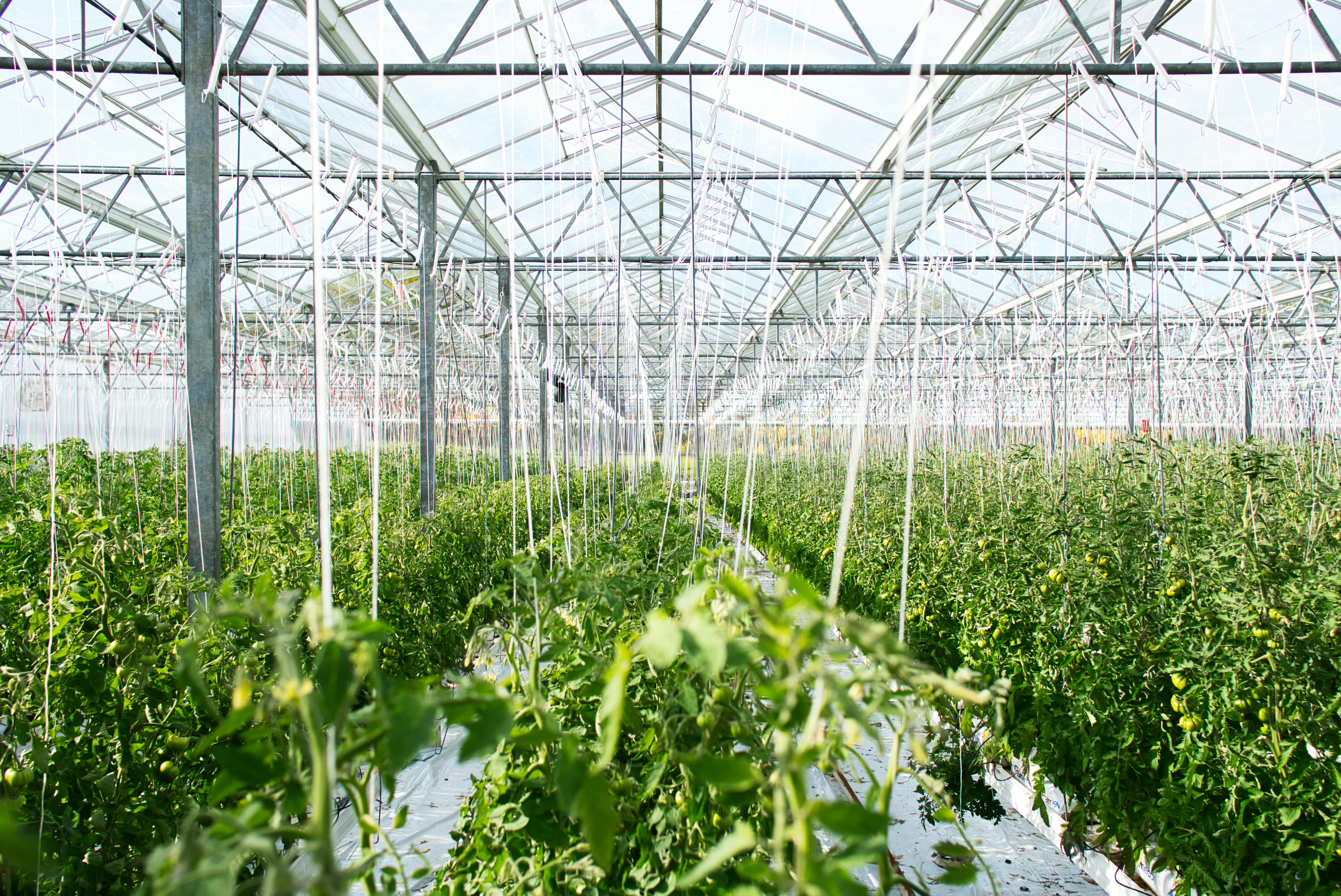 Fan Pad Greenhouse