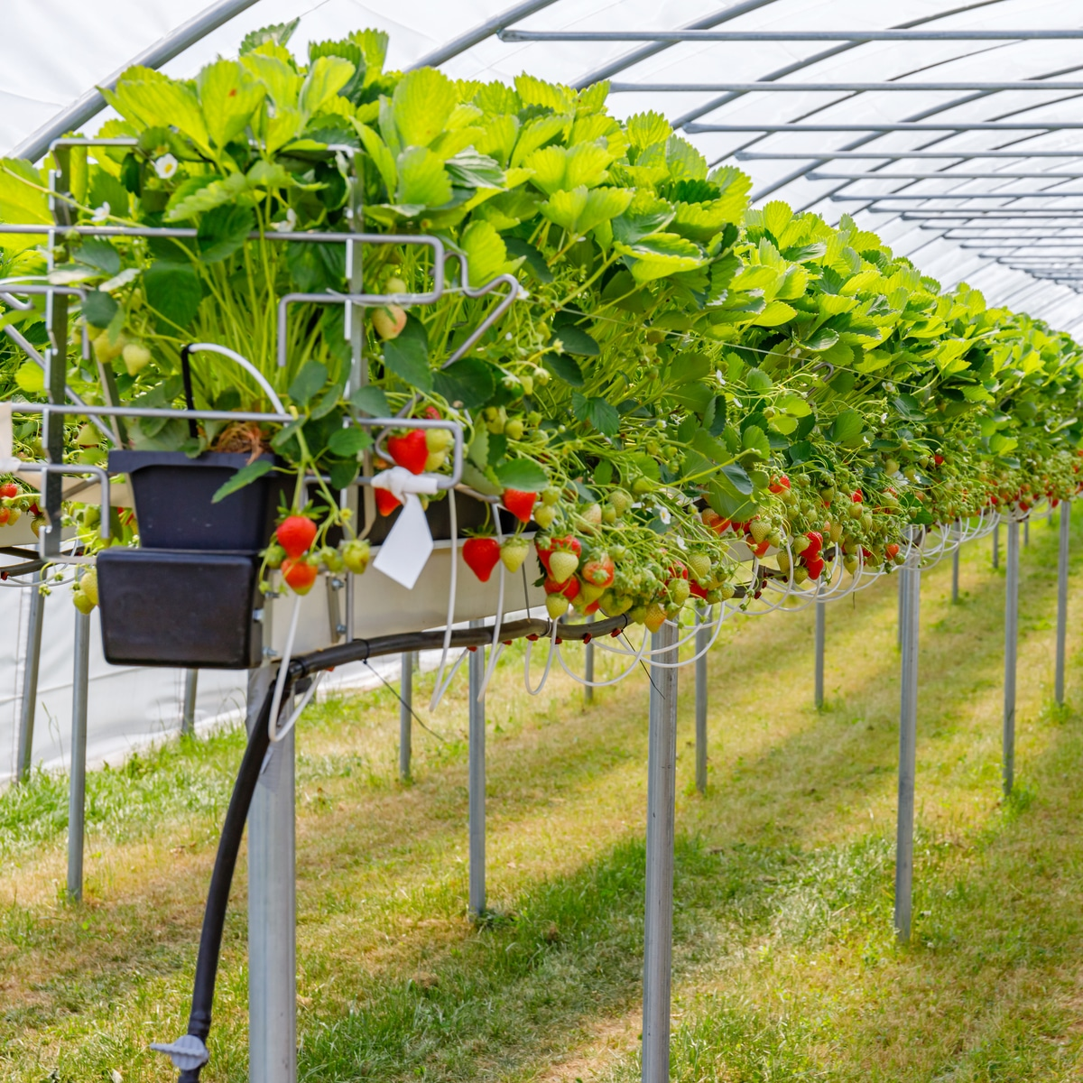Dutch Bucket System
