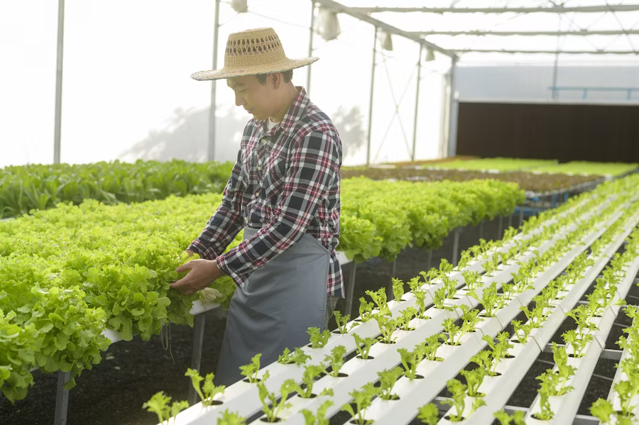 Hydroponics Solutions