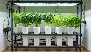 Indoor Hydroponic Setup